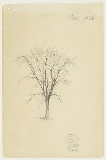 A Leafless Tree, Catskill, New York