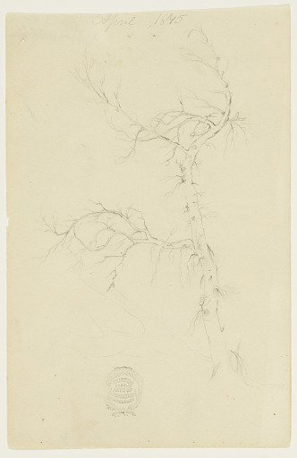Leafless Bough of a Tree, Catskill, New York
