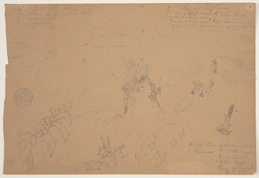 Landscape and Botanical Sketch from the Temple of the Sun, Quito, Ecuador