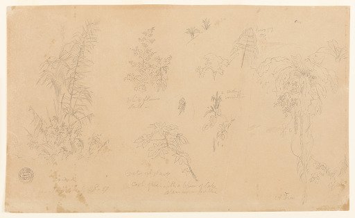 Botanical Sketches near Jorje, Ecuador