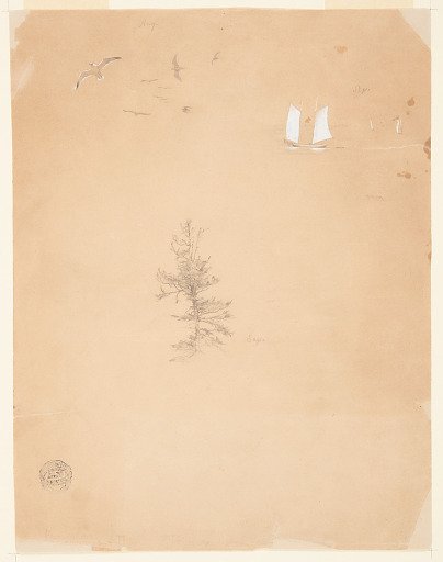 Seagulls, Sailboats, and a Tree, Mount Desert, Maine