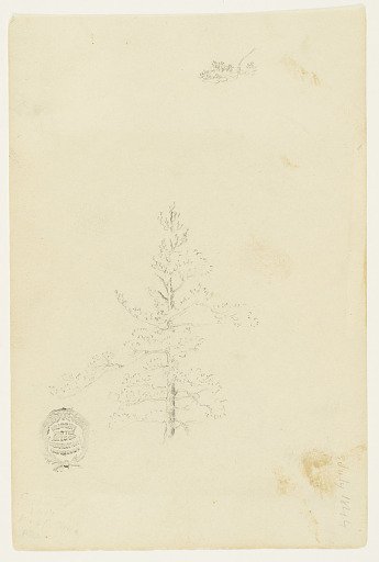 Evergreen Tree, Catskill, New York