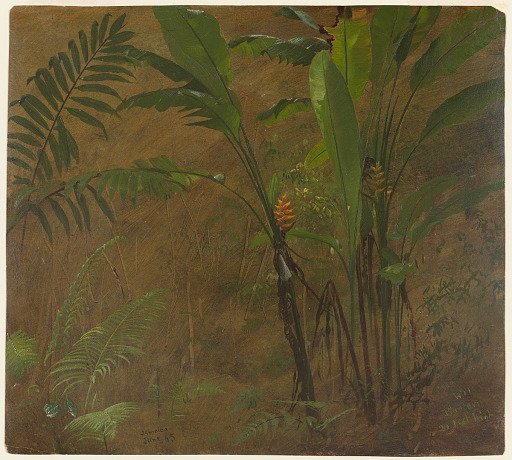 Wild Plantain, 20 Feet High, Jamaica