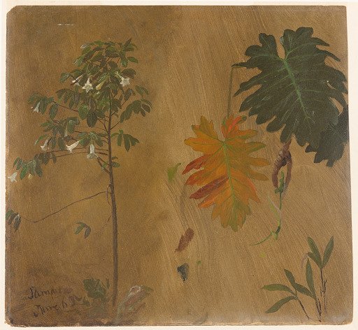 Botanical Sketch, Jamaica