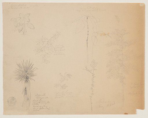Botanical Sketches, Jamaica