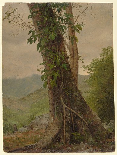 Tree with Vines, Jamaica