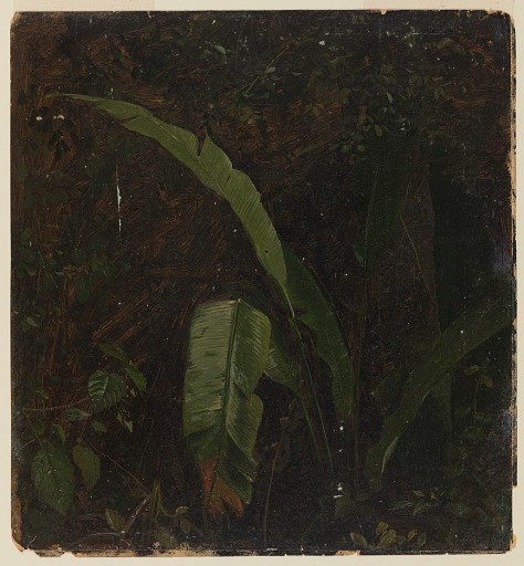 Bird of Paradise among Jungle Undergrowth, Jamaica