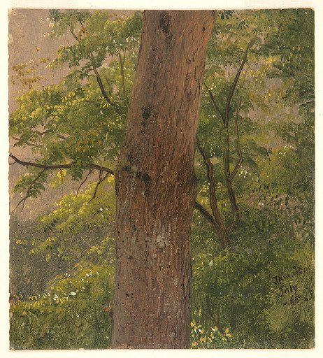 Tree Trunk, Jamaica