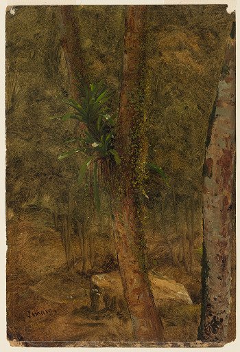 Trees in the Jungle Interior, Jamaica