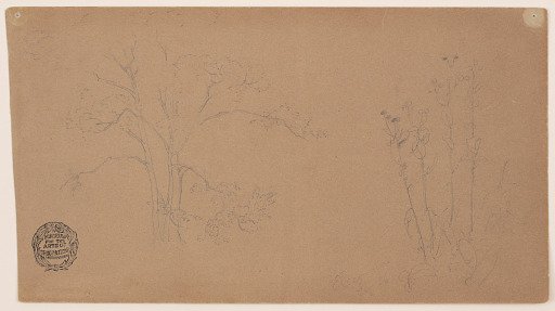 Sketches of a Tree and Elecampane Plant, Niagara Falls, New York