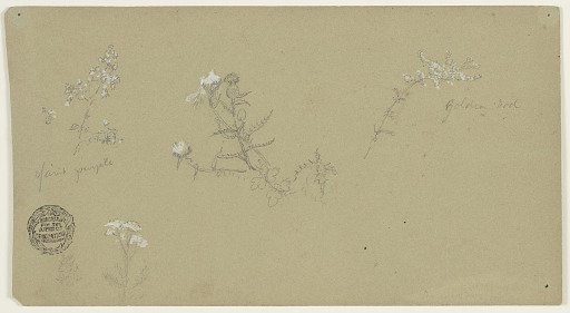 Sketches of Flowering Plants