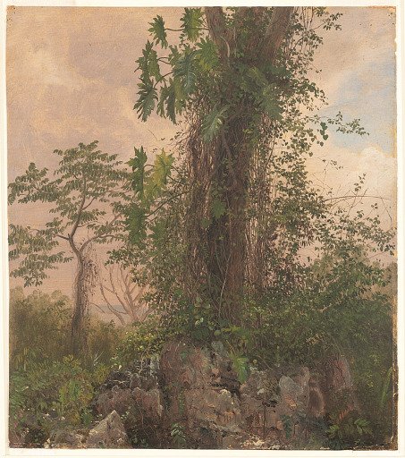Fig Tree and Wild Philodendron, Jamaica