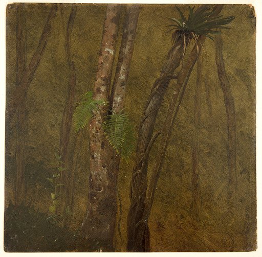 Trees and Undergrowth, Jamaica