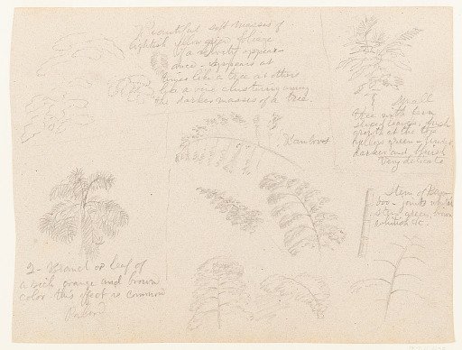 Botanical Sketches along the Río Magdalena, Colombia