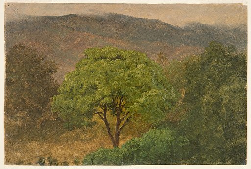 Guinep Tree in the Mountains, Jamaica