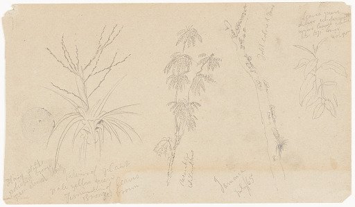Botanical Sketches, Jamaica