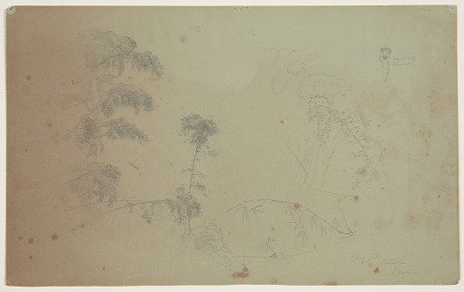 Bamboo Sketches, Bellevue, Jamaica
