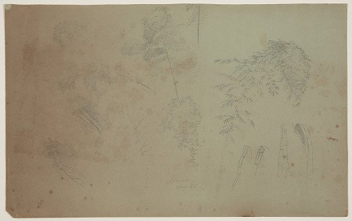 Botanical Sketches of Bamboo, Jamaica