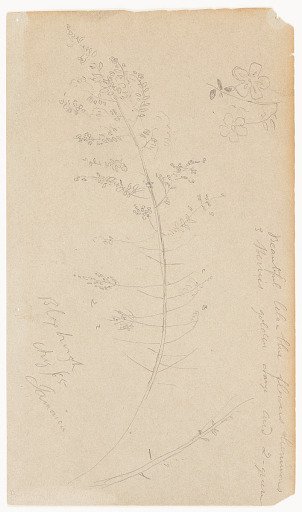 Botanical Sketches, Bloxburgh, Jamaica
