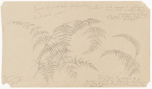 Botanical Sketch of Ferns, Jamaica