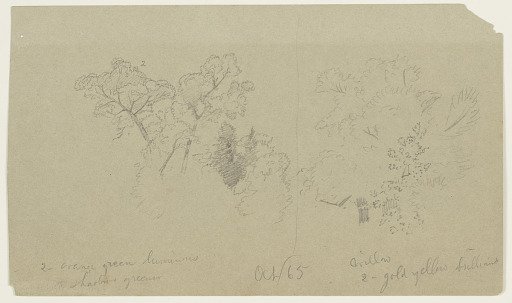 Tree Sketches, Vermont