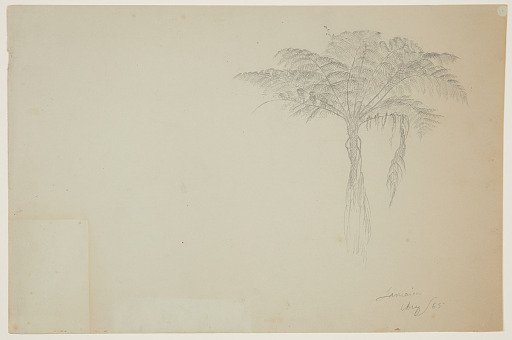 Tree Fern, Jamaica