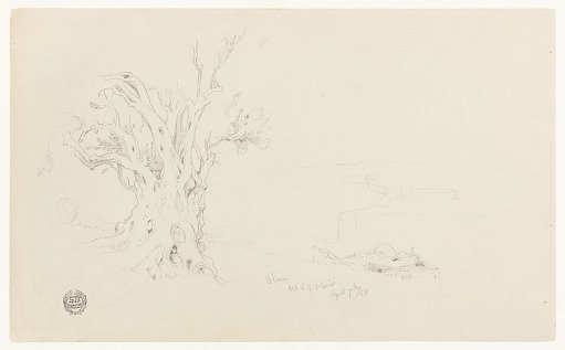 Olive Tree, Mount of Olives, Jerusalem