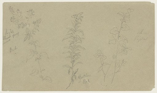 Sketches of Three Plants, Vermont