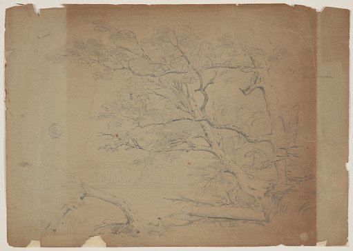 Landscape with Trees, Grand Manan Island, Canada