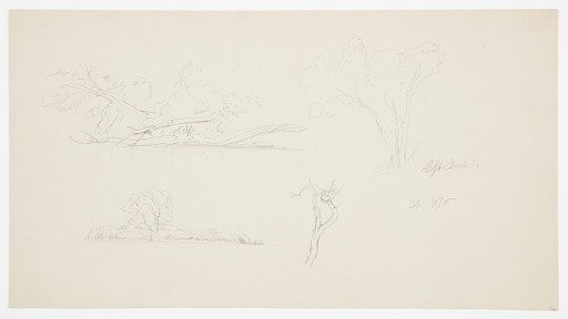 Trees near Mt. Katahdin, Maine