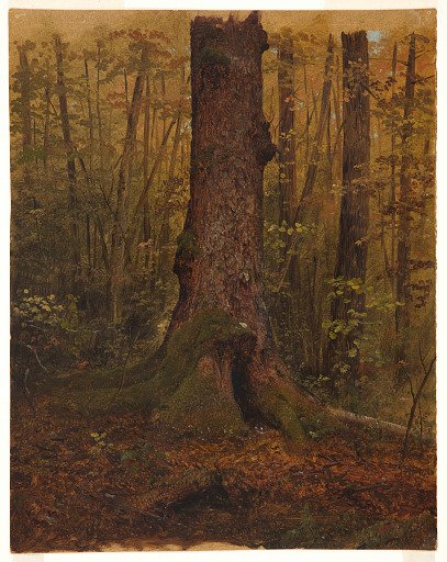 In the Woods