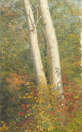 Birch Trees in Autumn, Vermont