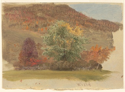 Autumn Foliage in the Wind, Vermont