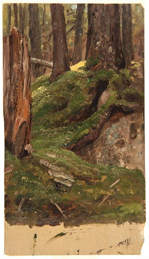 Maine Woods