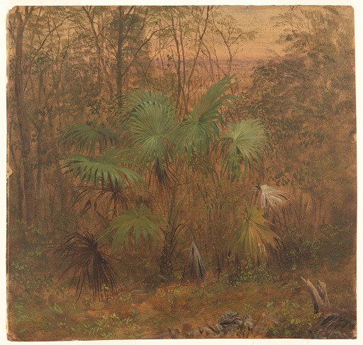 Thatch Palm, Jamaica