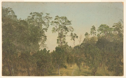 Trees, Jamaica