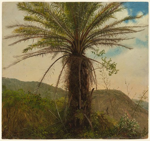 Tree Fern, Jamaica