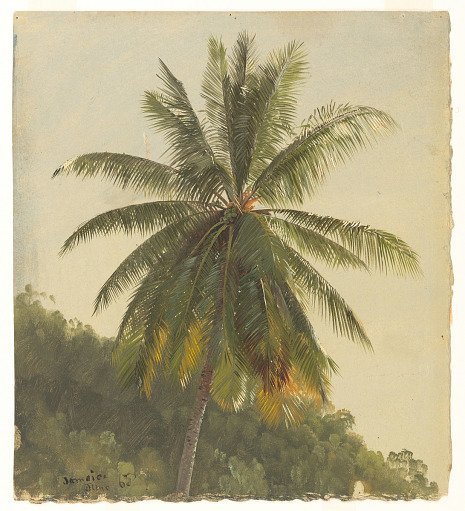 Coconut Palm, Jamaica