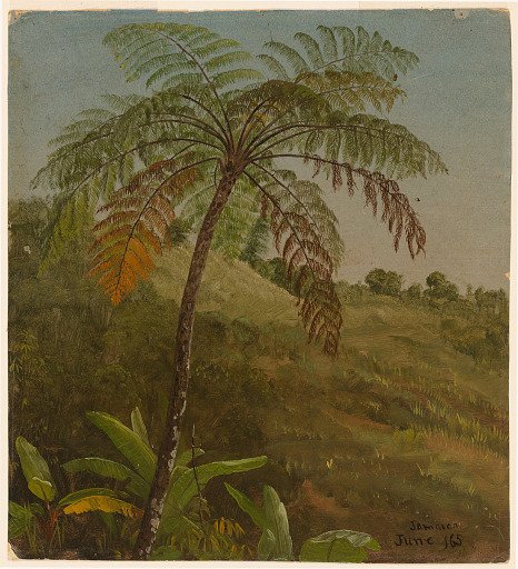 Tree Fern, Jamaica