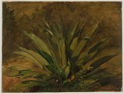 Century Plant, Jamaica