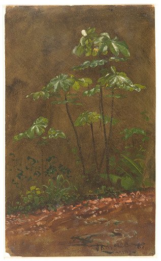 Trumpet Trees, Jamaica
