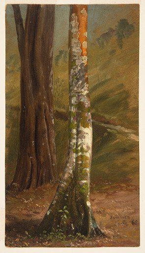 Tree Trunk, Jamaica