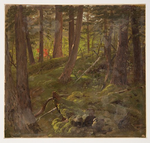 Forest Scene