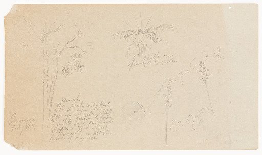 Botanical Sketches, Jamaica