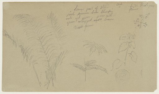Fern Sketches, Vermont