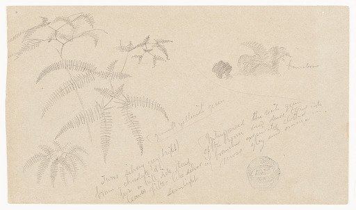 Botanical Sketches of Ferns and Bamboo, Jamaica