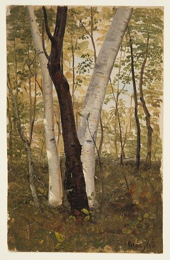 In the Woods, Vermont