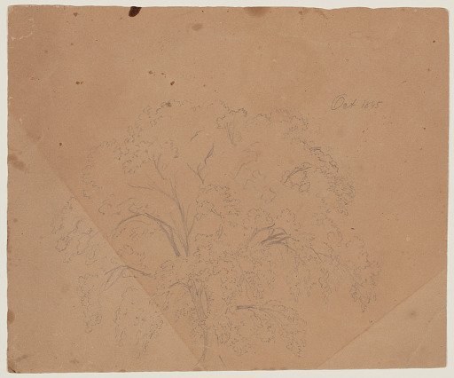 Elm Tree, Hartford, Connecticut
