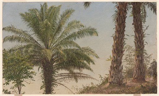 Palm Trees, Jamaica