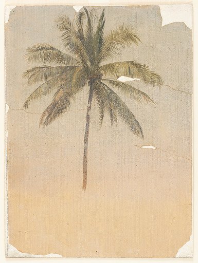 Coconut Palm